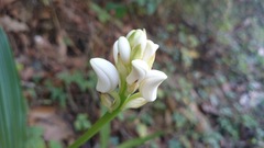 Govenia liliacea