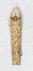 Ortholomia moluccana