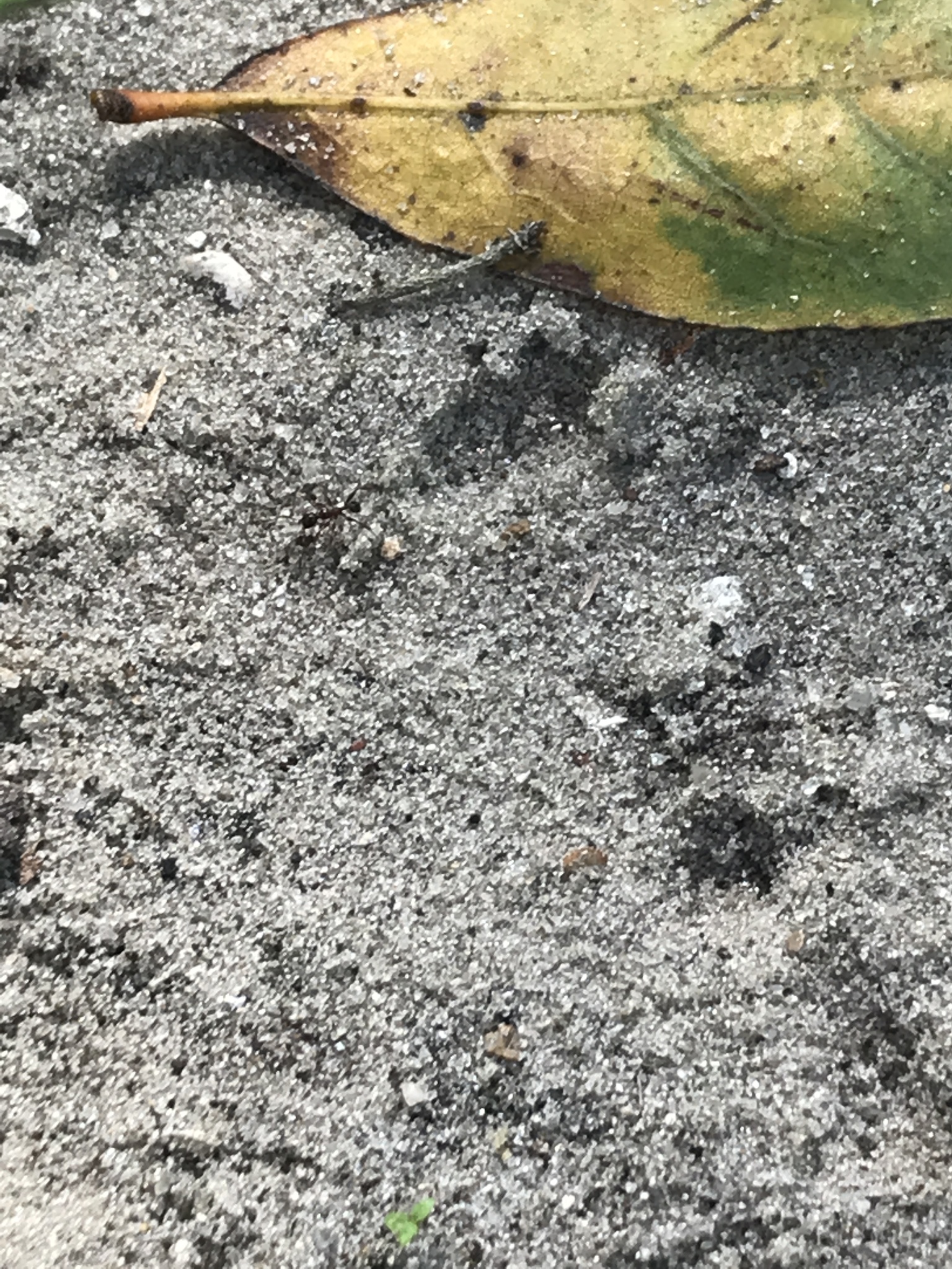 Pheidole obscurithorax