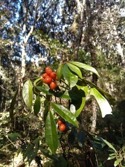 Picramnia deflexa