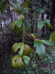 Cornus excelsa