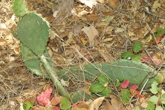 Opuntia × vaseyi