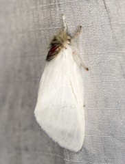 Trichiocercus mesomelas