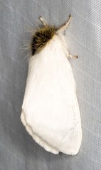 Trichiocercus mesomelas