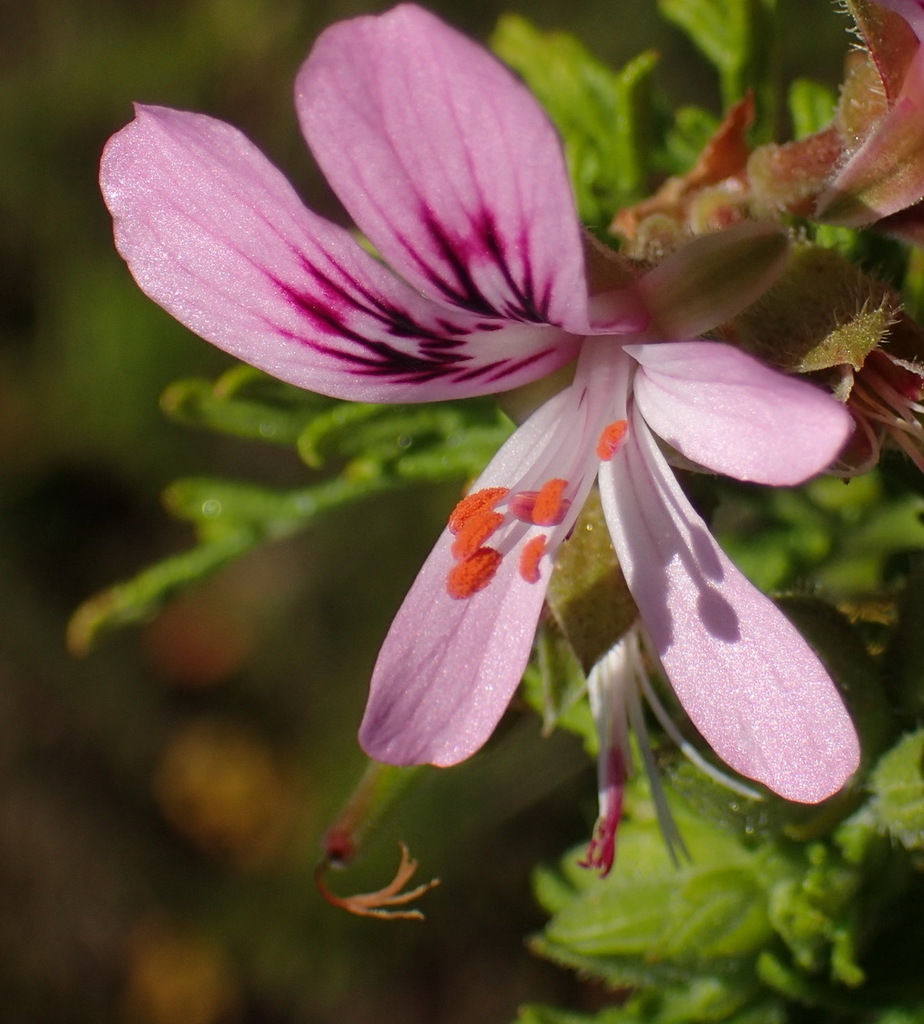 Rasp-leaf pelargonium from Fynbos Reserve, South Cape DC, South Africa ...