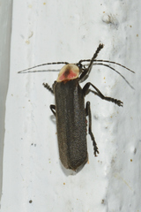 Discodon plicatum