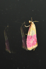 Cochylis rosaria
