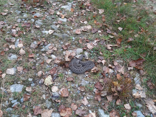 Vipera walser