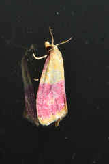 Cochylis rosaria