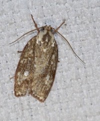 Euchaetis metallota