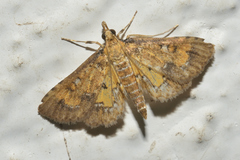Niphograpta albiguttalis