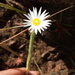 Helichrysum candollei - Photo (c) Romer Rabarijaona, some rights reserved (CC BY-NC), uploaded by Romer Rabarijaona