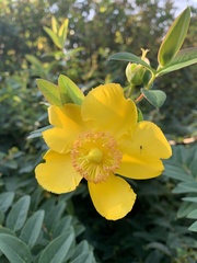 Hypericum × hidcoteense