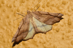 Neoselenia
