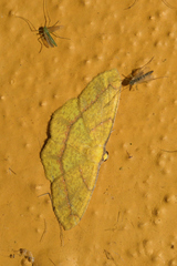 Periclina syctaria