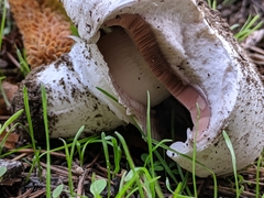 Agaricus bitorquis