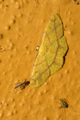 Periclina syctaria