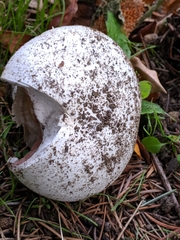 Agaricus bitorquis