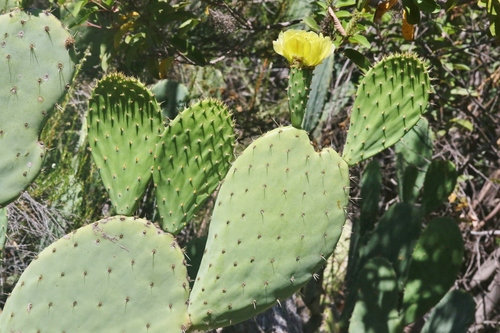 California Pricklypear (Hybrid Opuntia × occidentalis) · iNaturalist