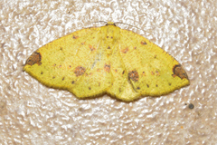 Periclina apricaria