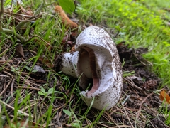 Agaricus bitorquis