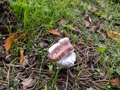 Agaricus bitorquis
