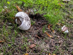 Agaricus bitorquis