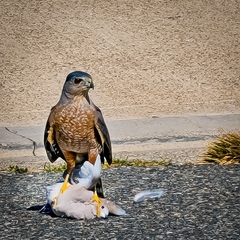 Accipiter cooperii