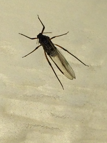 Tuberolachnus salignus
