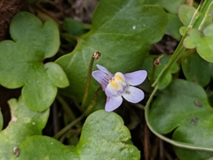 Cymbalaria muralis