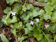 Cymbalaria muralis