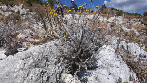 Helichrysum manopappoides image