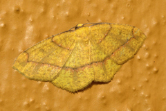 Periclina syctaria