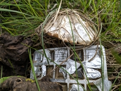 Fungi
