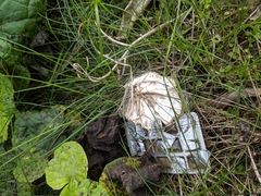 Fungi