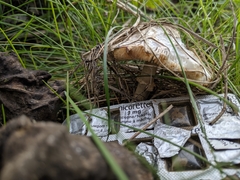 Fungi