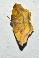Antepione thisoaria