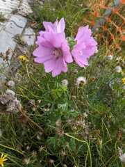 Malva moschata