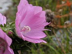 Malva moschata
