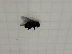 Diptera