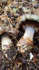 Cortinarius glaucocephalus
