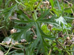 Malva moschata