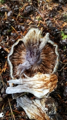 Cortinarius glaucocephalus