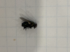 Diptera