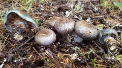 Cortinarius glaucocephalus