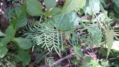 Mildella fallax