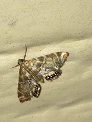 Petrophila confusalis