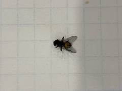 Diptera