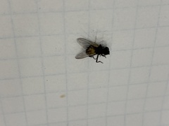 Diptera