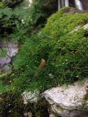 Moehringia muscosa